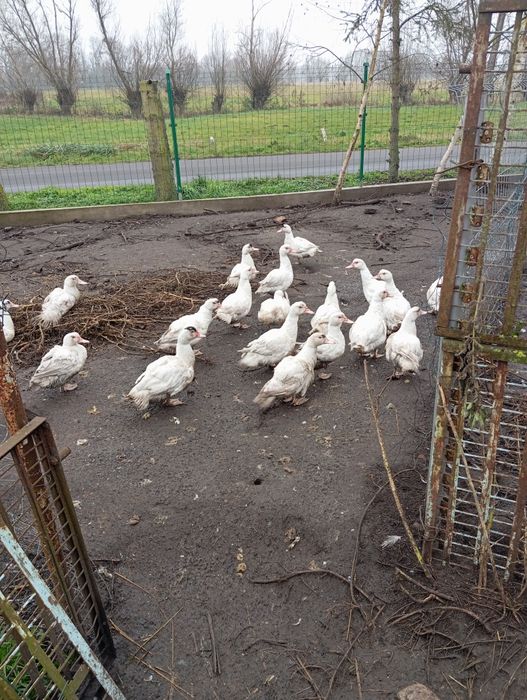 Kaczki Francuskie młode