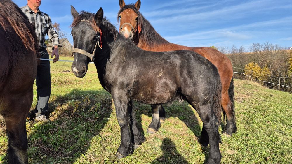 Klacz zimnokrwista ogierek sztumski zrebak
