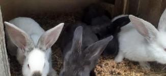 Króliki Barany, Kalifornijskie, Belgijskie