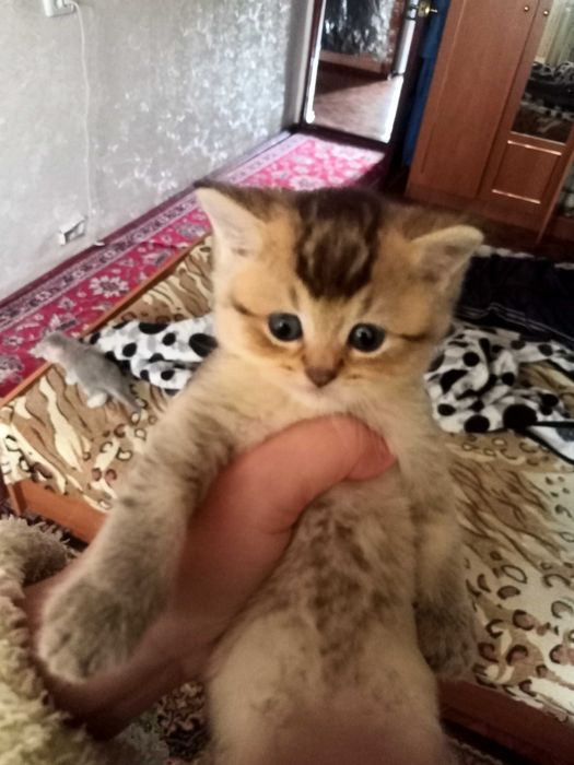 БРОНЬ на котят - шотландские вислоухие