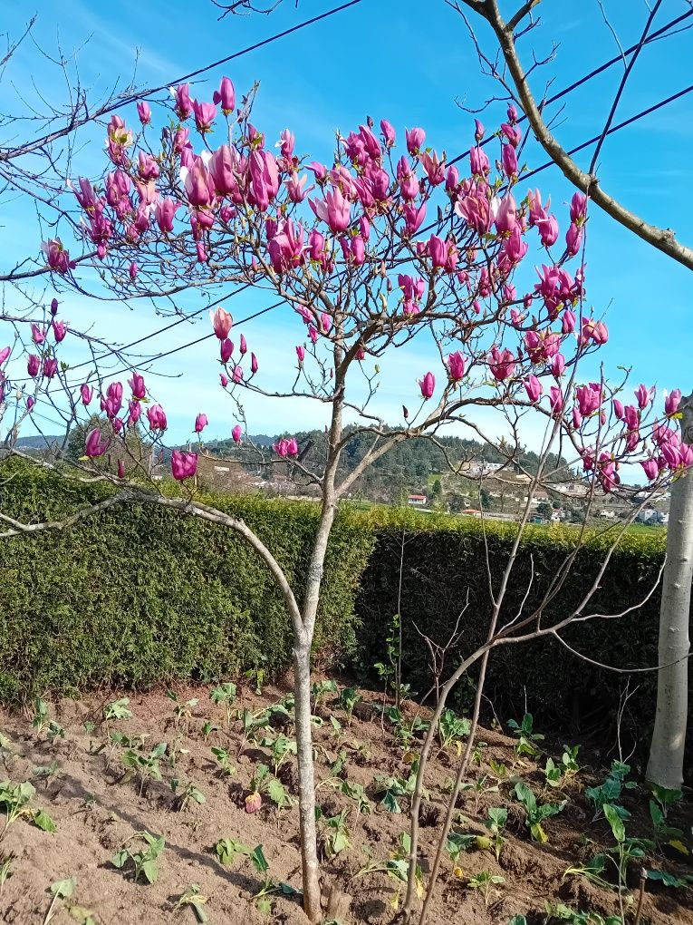 Vendo Palmeira de leque e Magnolias