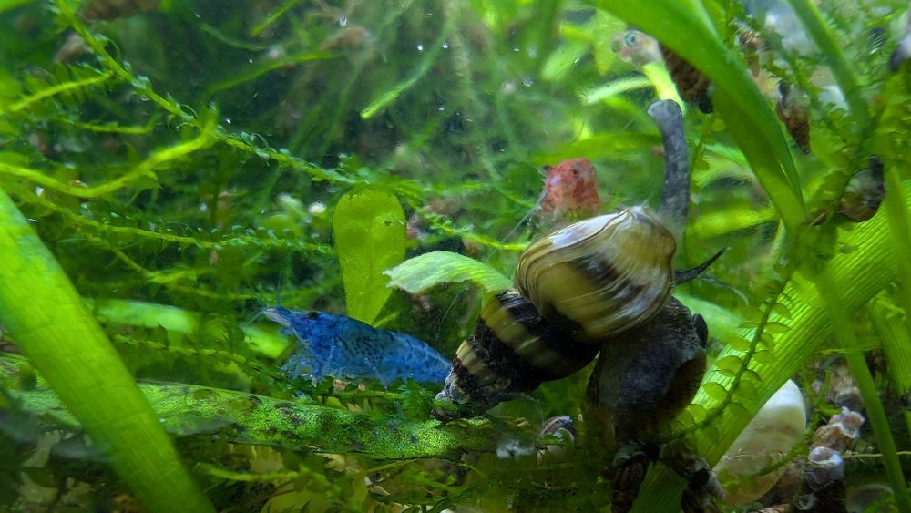 Camarões Neocaridinas Wild