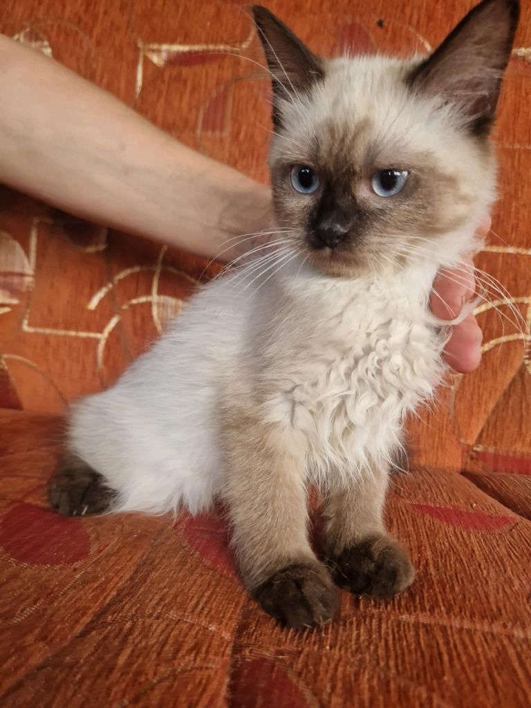 Ragdoll rag kocurek