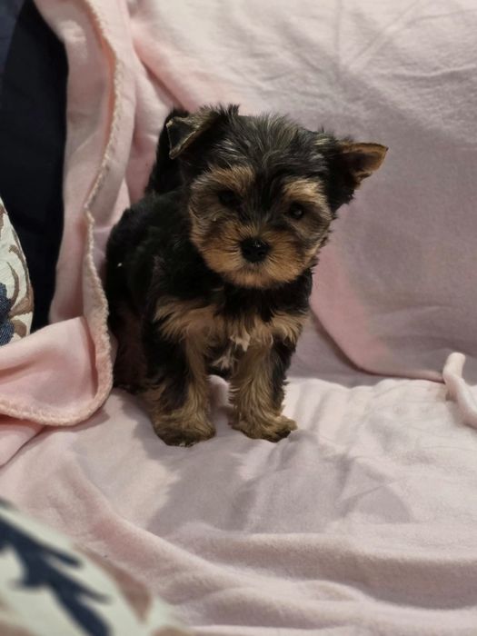 Suczka mini Yorkshire terrier