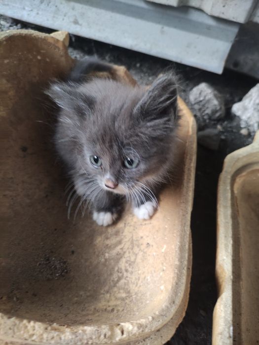 Котенята чекають люблячих господарів!