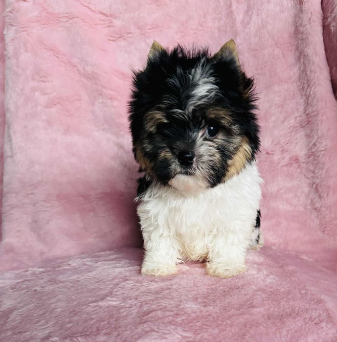 Cudna mini suczka yorkshire terrier biewer