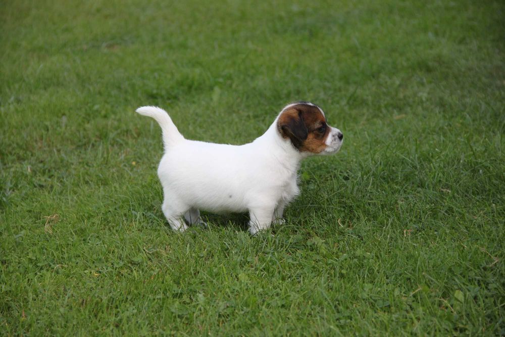 Sprzedam szczeniaki Jack Russell Terrier