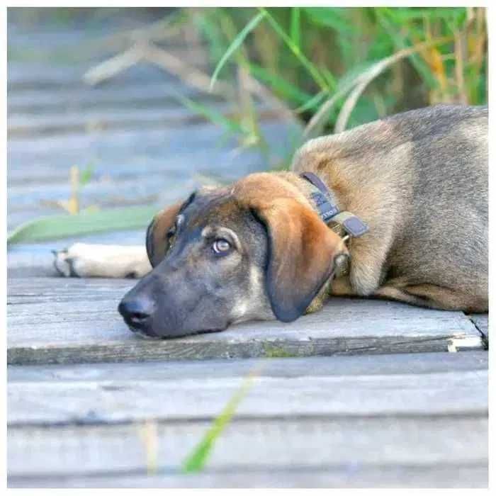 Отдам щенка в хорошие руки