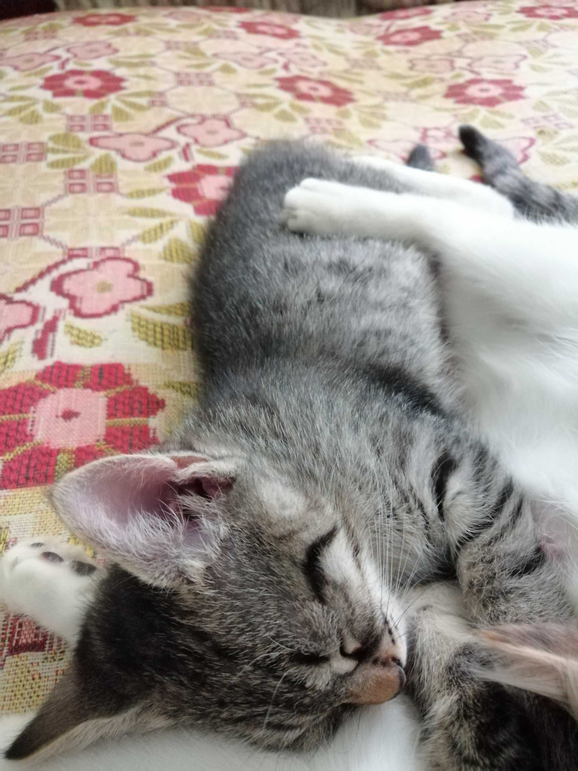 Отдам котенка в добрые руки