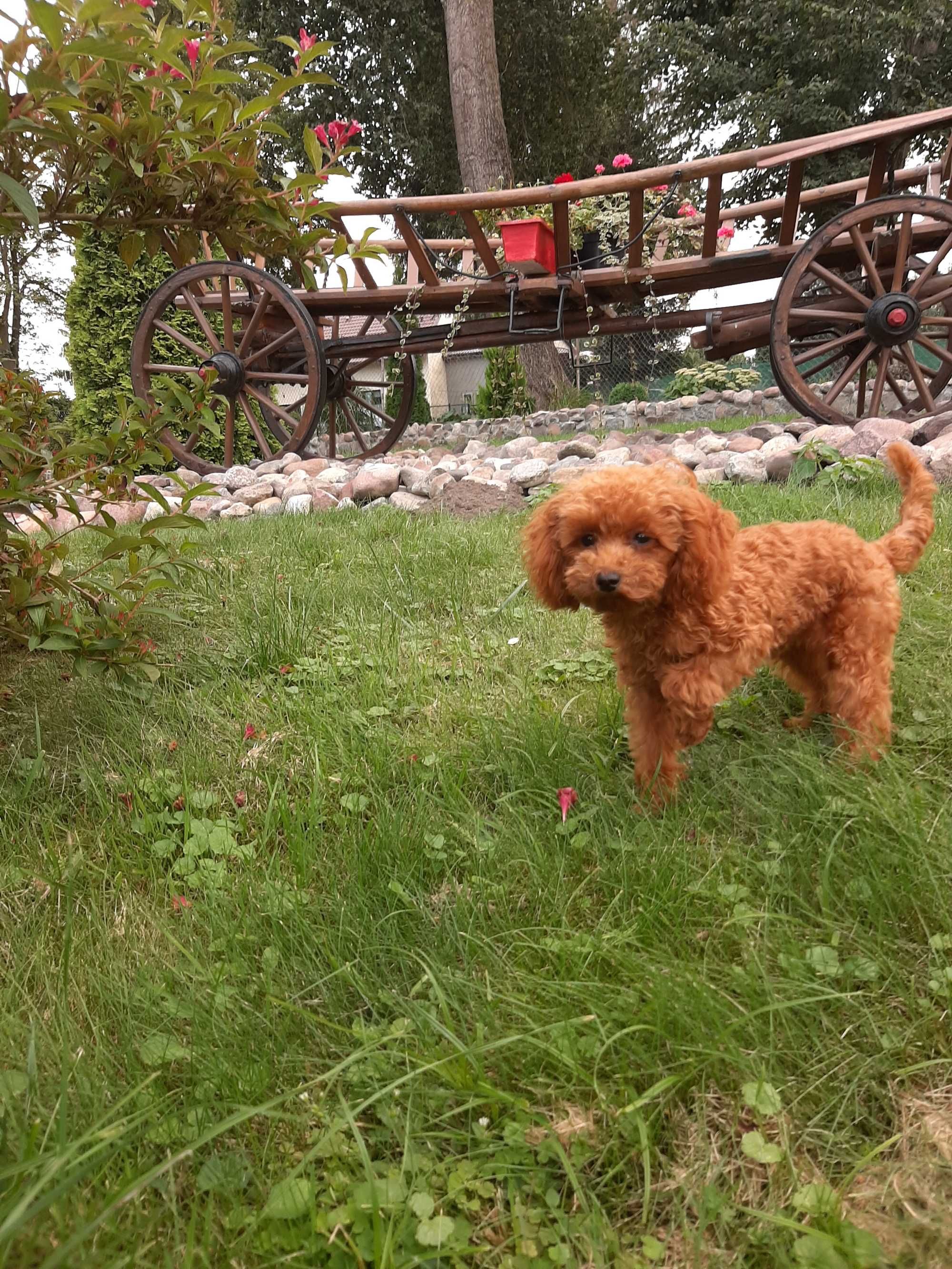 Pudel Toy red suczka  XS --badania