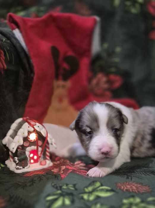 Border collie suczka blue merle