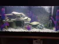 Akwarium 200l JUWEL zestaw