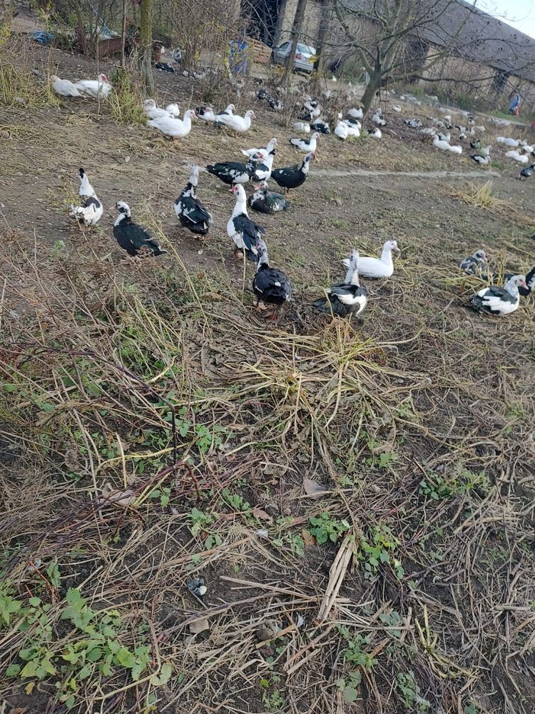 Kaczki francuskie dorosłe.