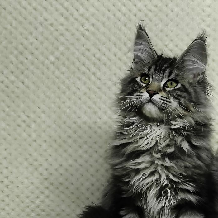 Справжні  Мейн-куни з розплідника .Розпродаж підлітків та дорослих .