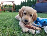 Sprzedam zlotą suczke rasy Golden Retriver