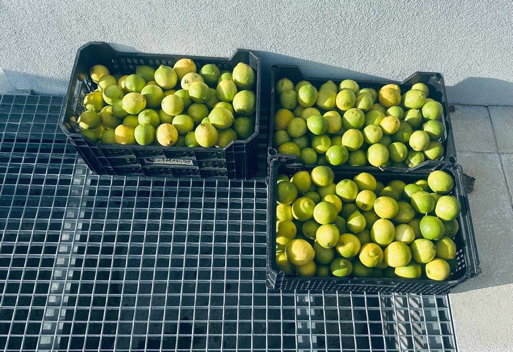 Vendo Limas Biologicas, produção caseira