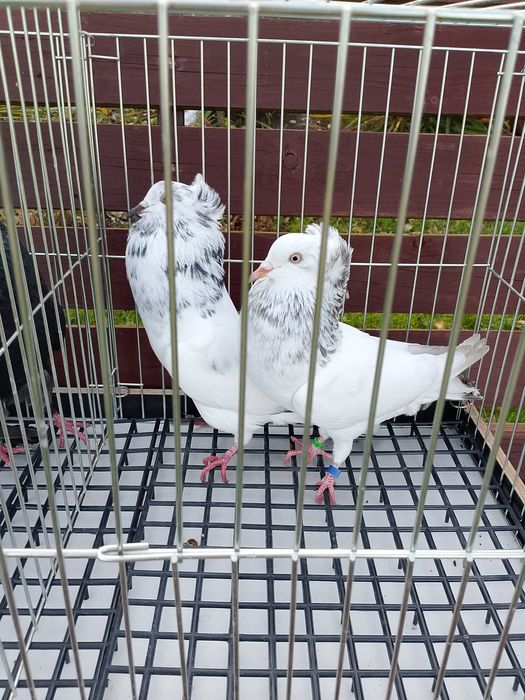 Gołębie garłacze górnośląskie 25r młode