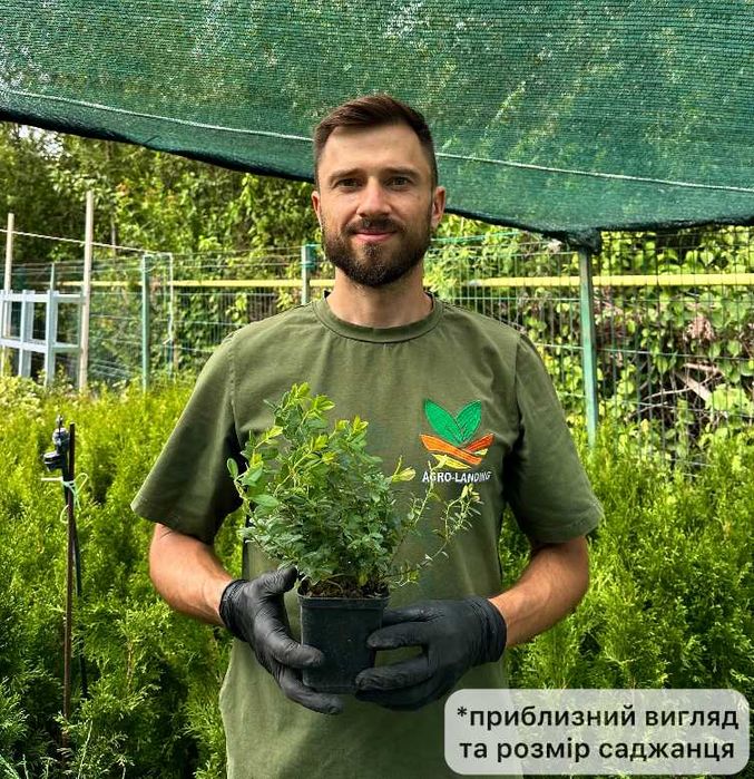 Саженцы брусники Коралл, Руно, саженцы клюквы Стивенс, Пилигрим