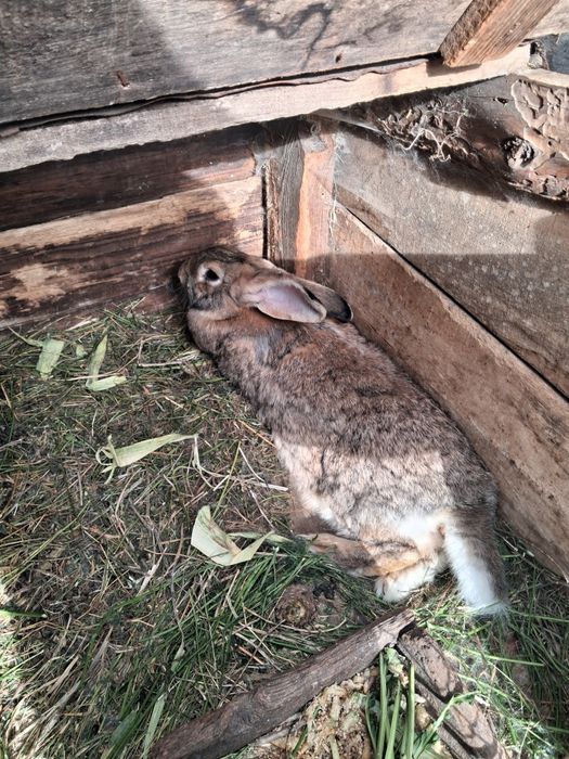 Продаються кролички