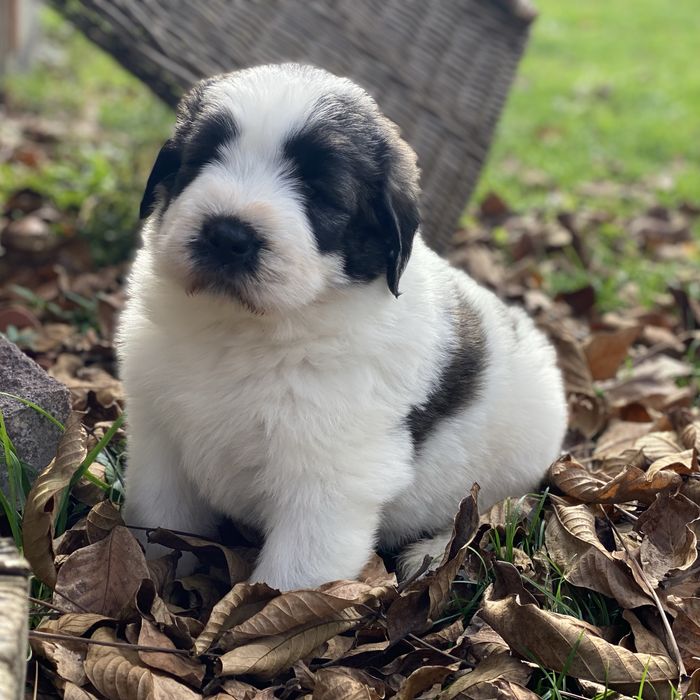 Owczarek rumunski mioritic. Hodowla Felix Pastor FCI.