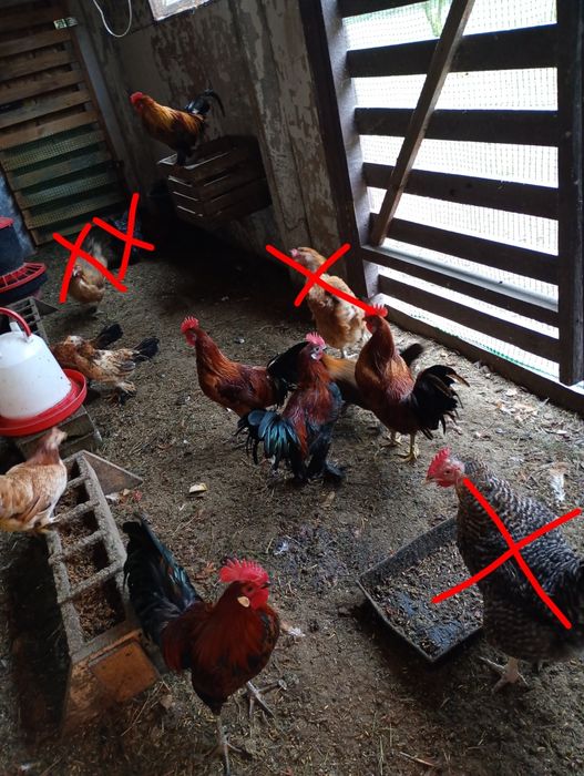 Sprzedam  koguty liliputy