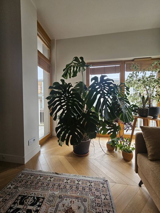 Sprzedam monsterę deliciosa (big form)