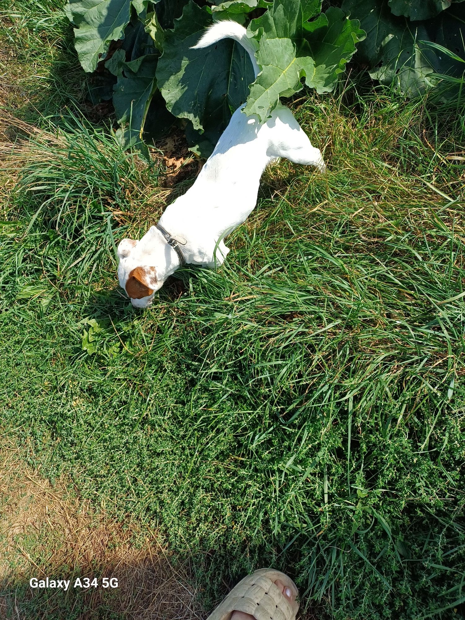 Pies  Jack Russell Terier
