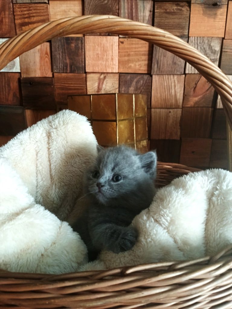 Kocurek brytyjski niebieski