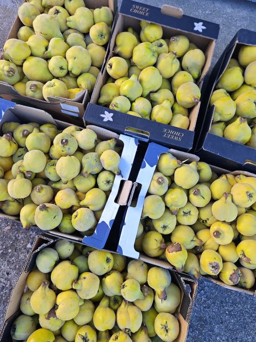 Pigwa gruszkowa z własnego ogrodu na soki nalewki galaretki