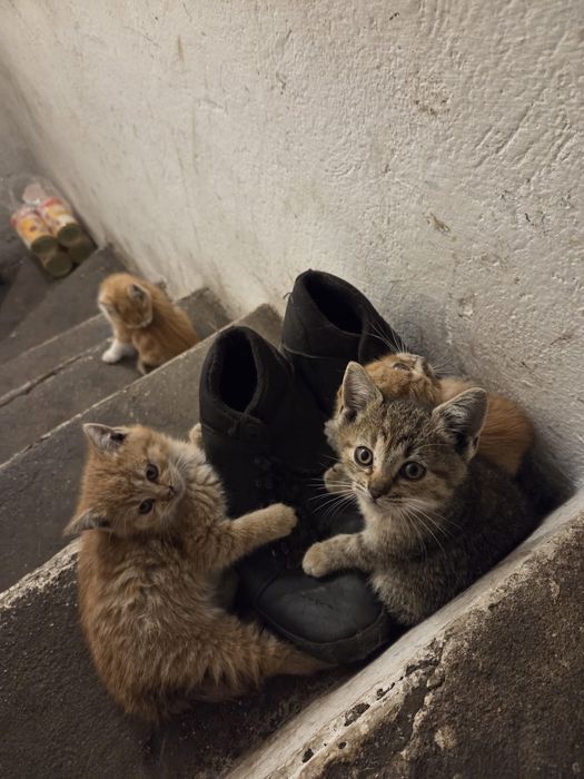 4 Małe Koty na wydanie