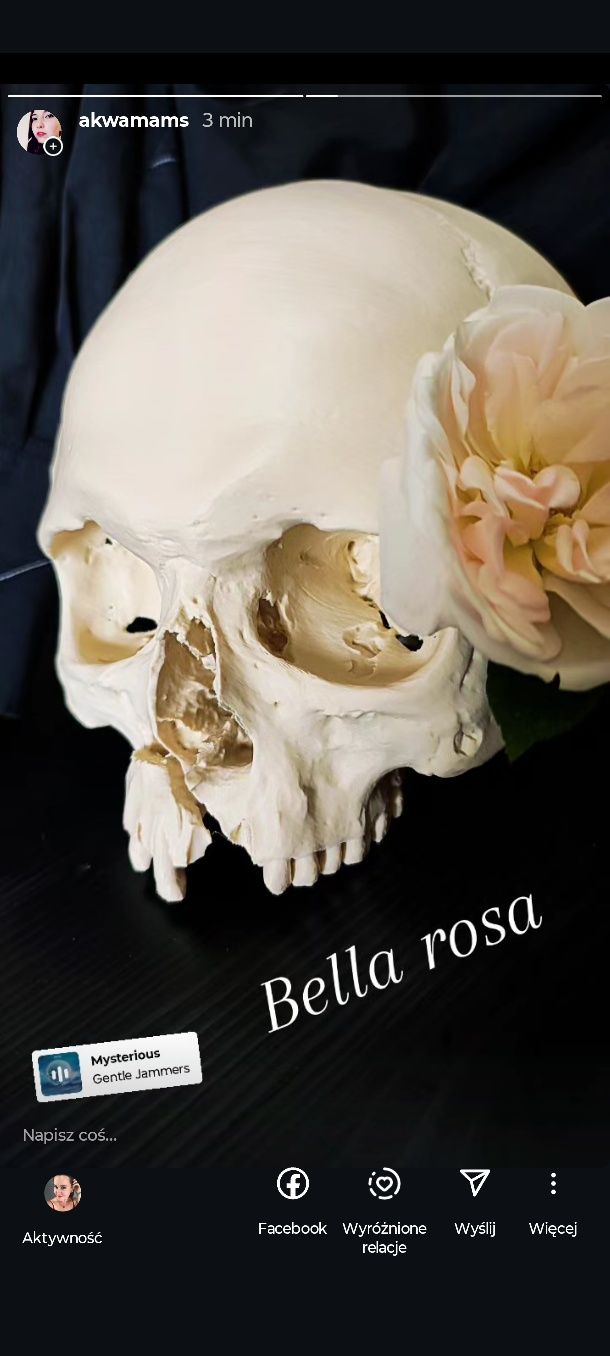 Model 3d czaszka ludzka pełny wymiar