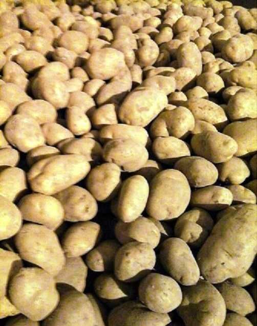 Ziemniaki Lily, Red Sonia, Michalina, Cortina sprzedam.