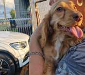 Cocer spaniel piękny