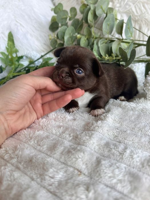 Chihuahua  Menino  Chocolate perfeita de focinho curto.