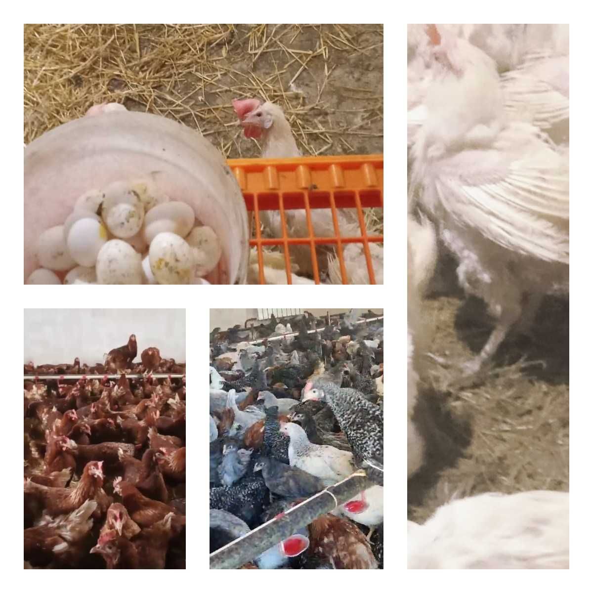 Продам кури несушки! Доставка безкоштовна. Кобеляки!