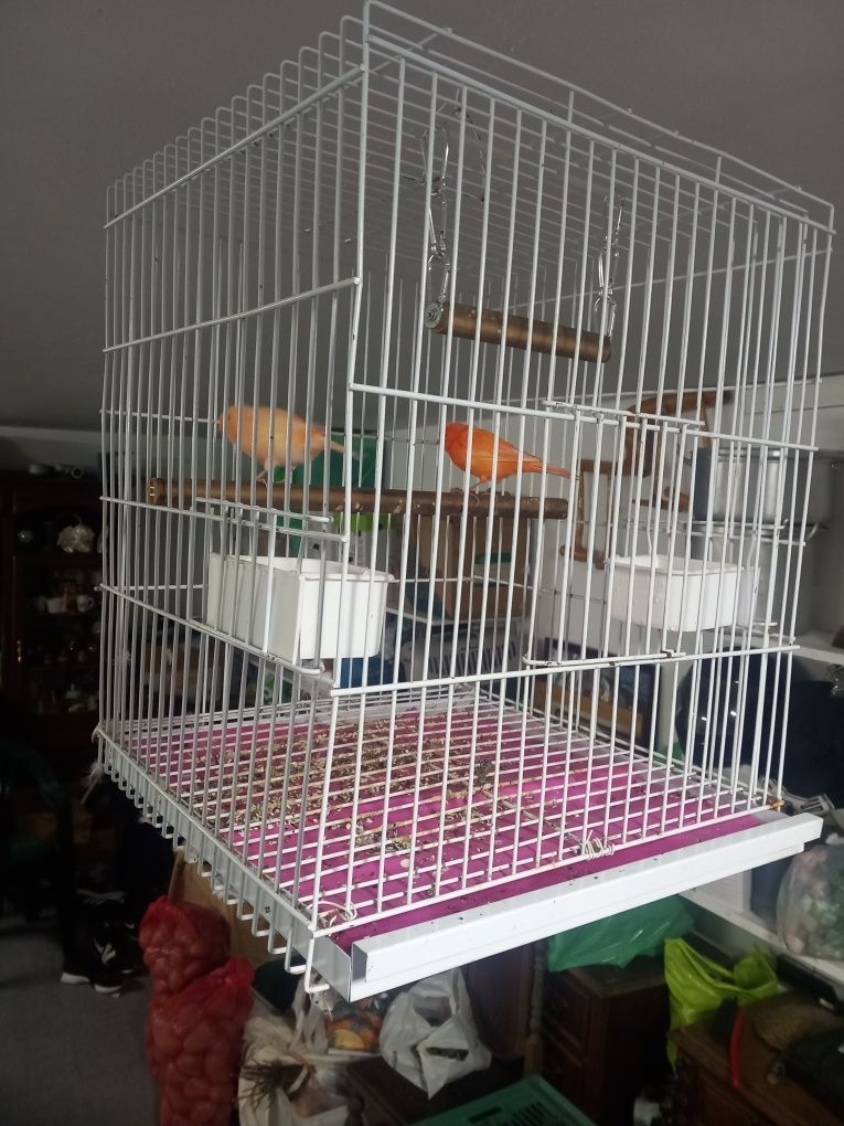 Venho casal de canários só até domingo..