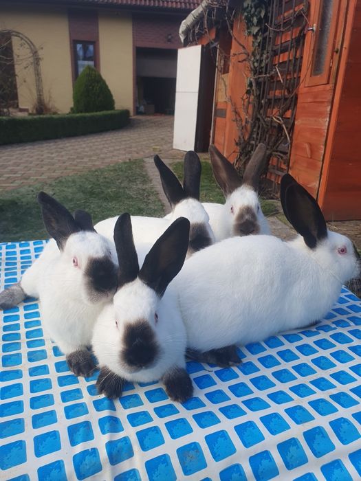 Króliki kalifornijskie czarne