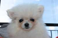Szpic Pomeranian śliczna mini biała suczka - już do odbioru