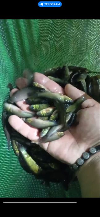 Продаж линочка ))