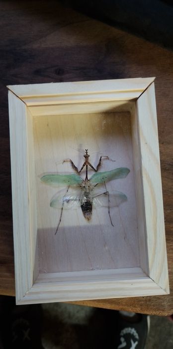 Ramka na owady preparowane.