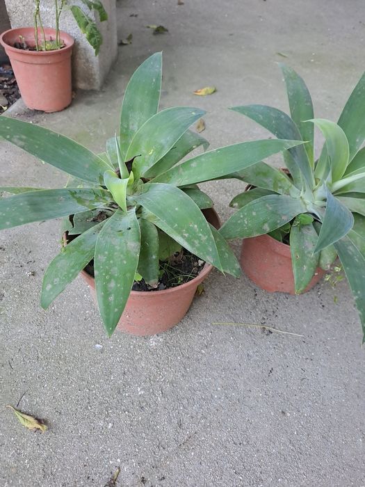 Vaso de planta médios