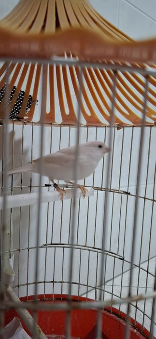 Vendo 2 Canários saudáveis e ativos