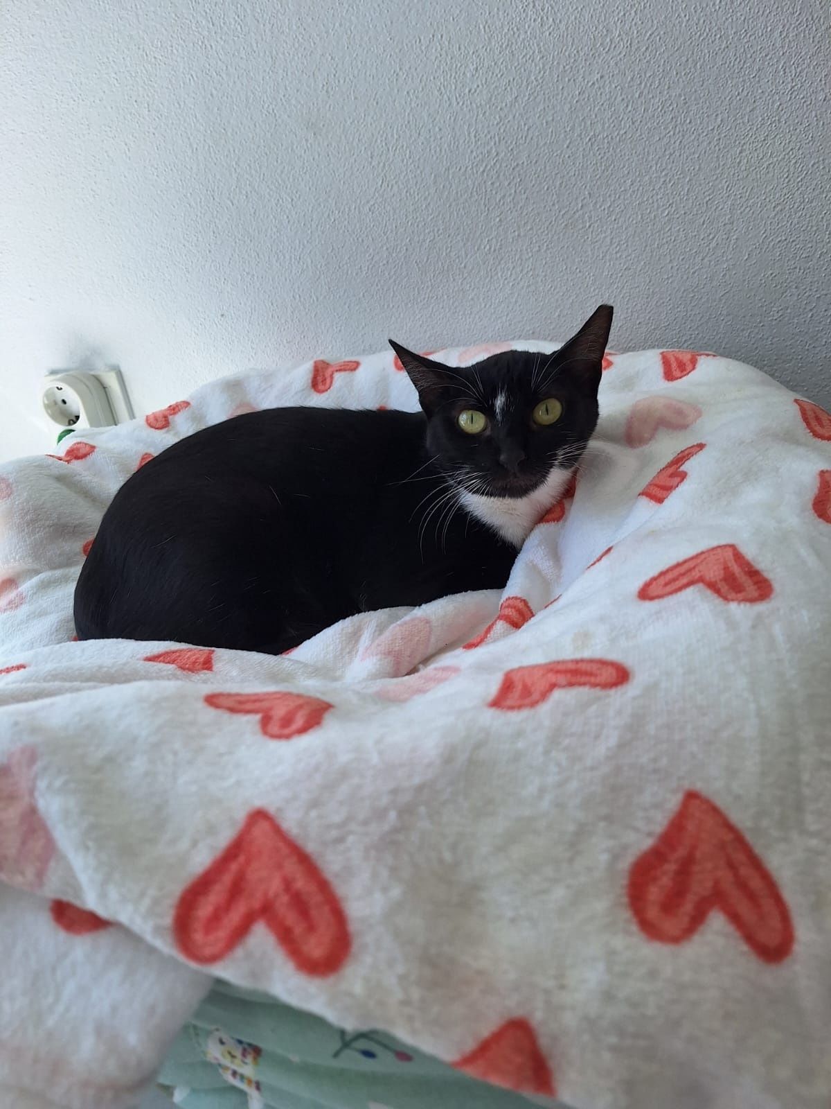 Gatinha esterilizada para adoção