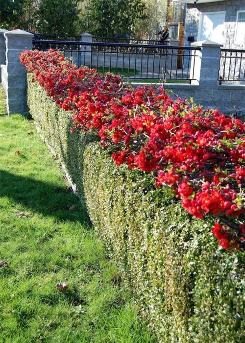 Хеномеліс (айва японська) Оранж Трейл