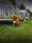Pudel Toy Red Brown SUNIA.