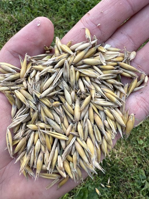 Owies bingo zbiór 2025r.