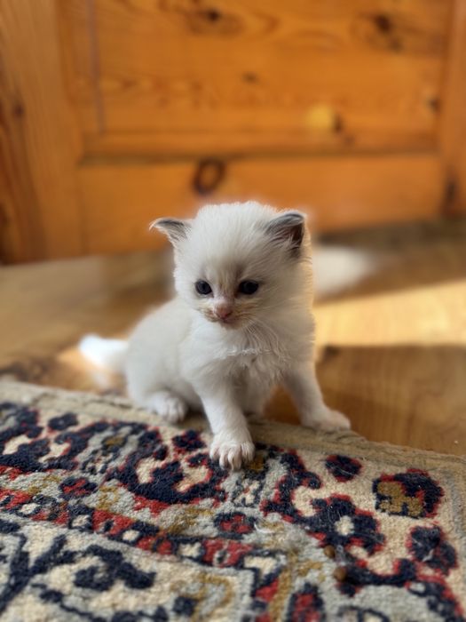 Ragdoll kocięta z domowej hodowli – rodowód FPL, zachipowane.