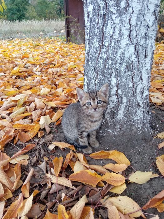 Віддам кошенят в добрі руки (хлопчик)