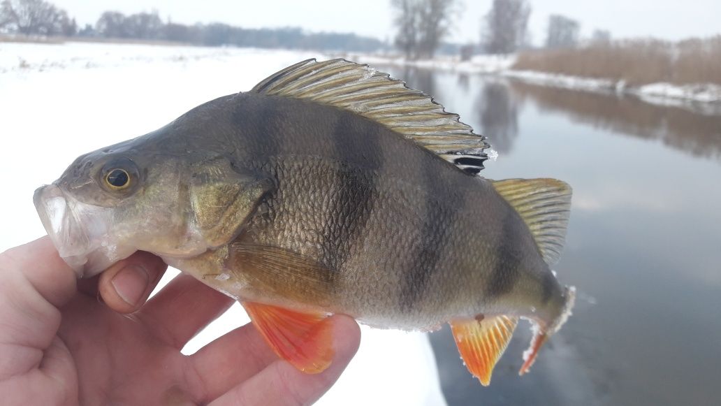 Приманки силіконові. СЛАВА УКРАЇНІ!