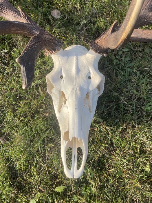 Trofeum wieniec jelenia 16-stak nieregularny poroże jeleń rogi nr 41